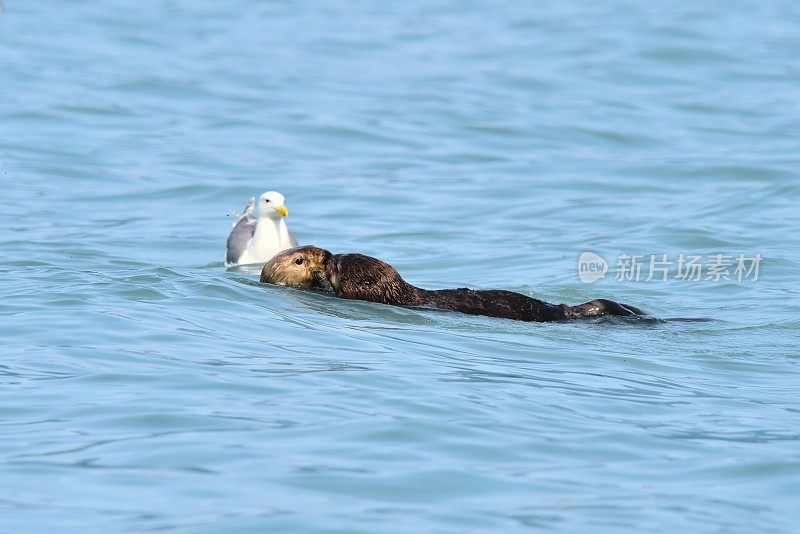 雄性和雌性海獭用鼻子摩擦