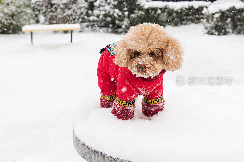 雪天里，泰迪狗穿着中国的衣服和鞋子在雪地里玩耍