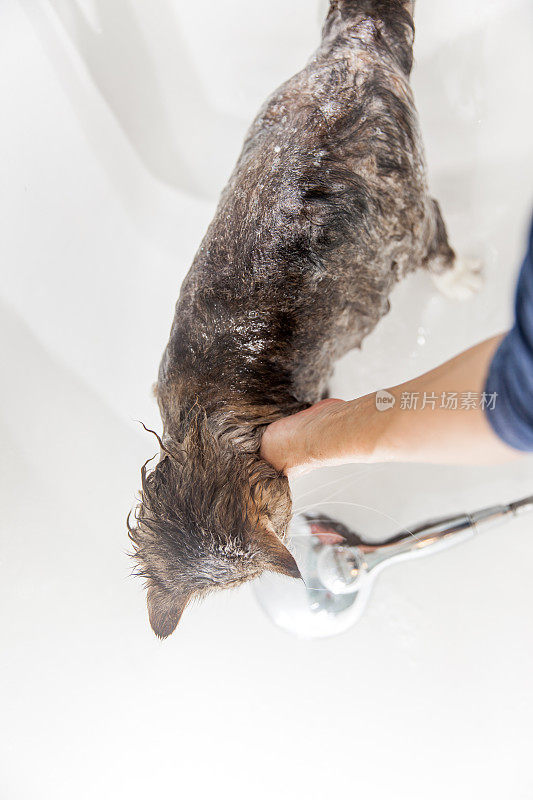 成年妇女在浴缸里洗纯种西伯利亚猫