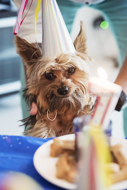 约克郡犬庆祝他的7岁生日