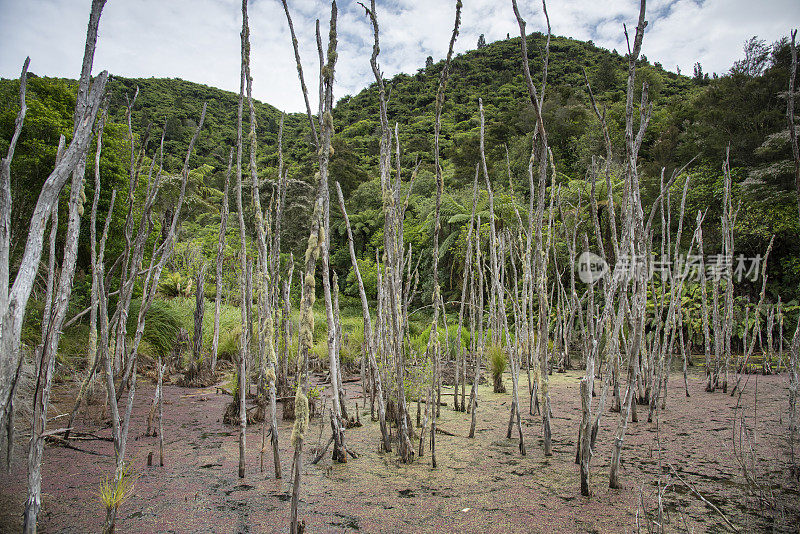 Waimangu火山谷