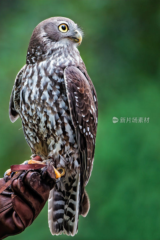 猫头鹰(尼诺克斯共谋)