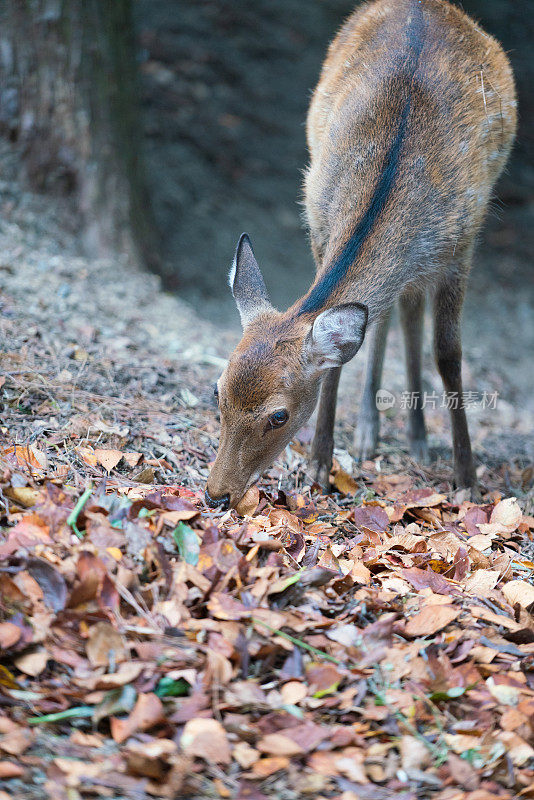日本奈良公园森林里的鹿