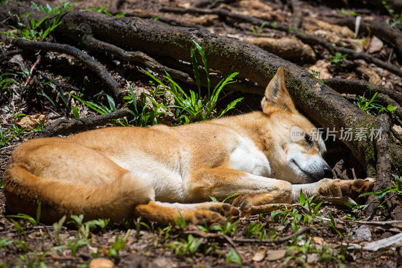 澳大利亚:Dingo