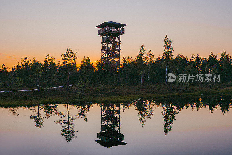 爱沙尼亚沼泽的风景