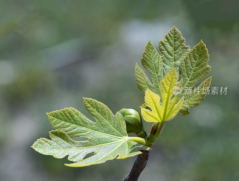 含苞待放的无花果树的特写图像