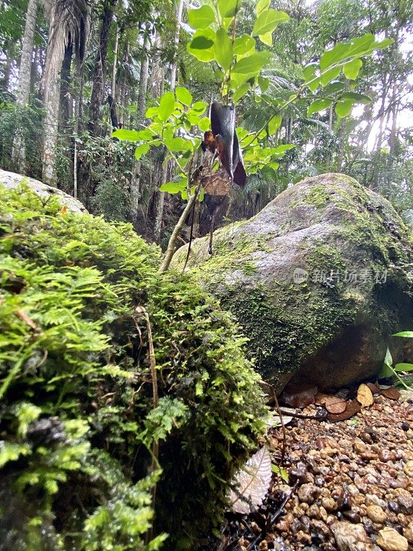 热带雨林中长满苔藓的小溪巨石