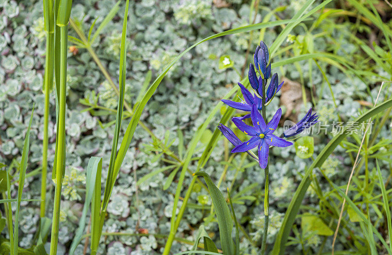 紫花植物野外特写