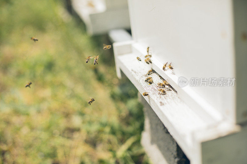 蜜蜂在蜂巢里飞来飞去