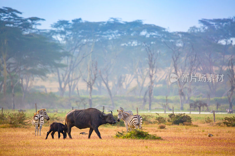 非洲肯尼亚奈瓦沙湖附近的水牛角和斑马