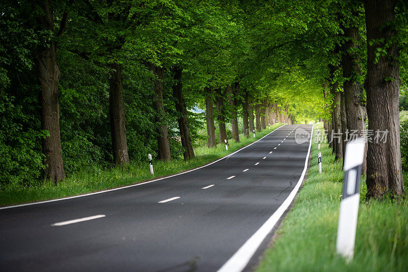 树木之间的道路