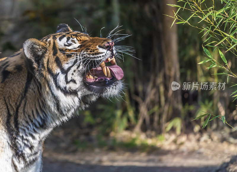 一个非常愤怒的西伯利亚虎显示尖牙和舌头的森林背景的特写