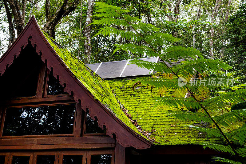 一个废弃的木制建筑，屋顶上覆盖着绿色苔藓，位于大树下。右边是一棵蕨类树。