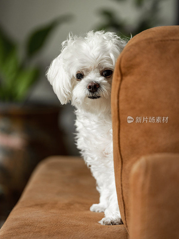 可爱的马耳他小狗坐在沙发扶手上，盯着镜头，在客厅里。非常浅的景深。注意眼睛。