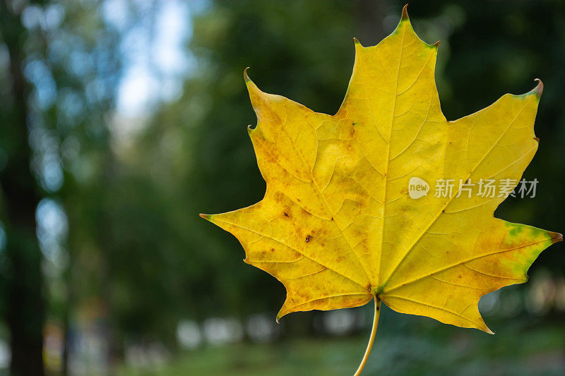 初秋，美丽的黄色枫叶在一片模糊的绿色背景上。