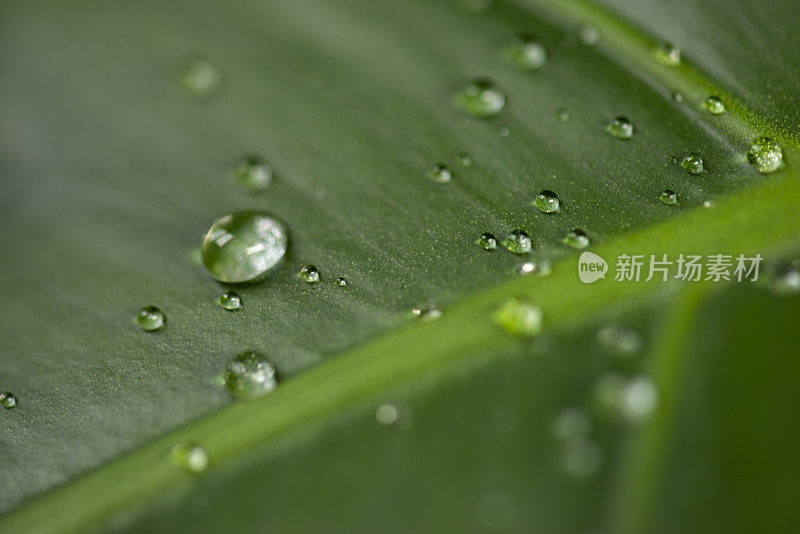 小雨打在树叶