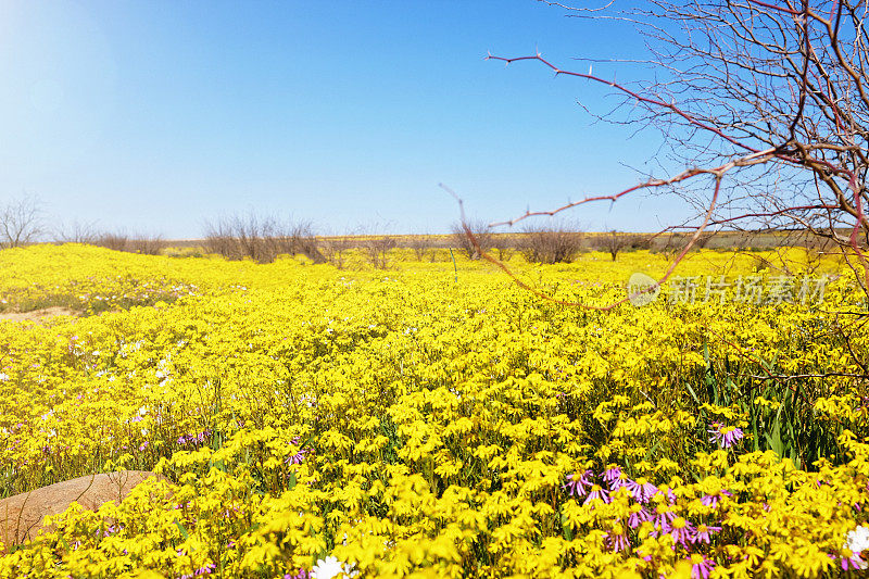 沙漠之花:南非西部开普省干旱的纳马夸兰地区，每年都会绽放出令人惊叹的雏菊