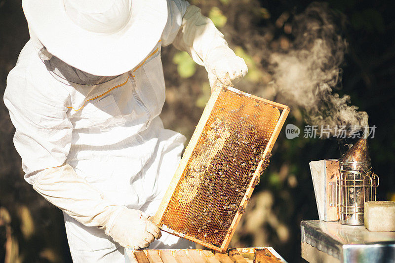 照料蜂箱的年轻养蜂人