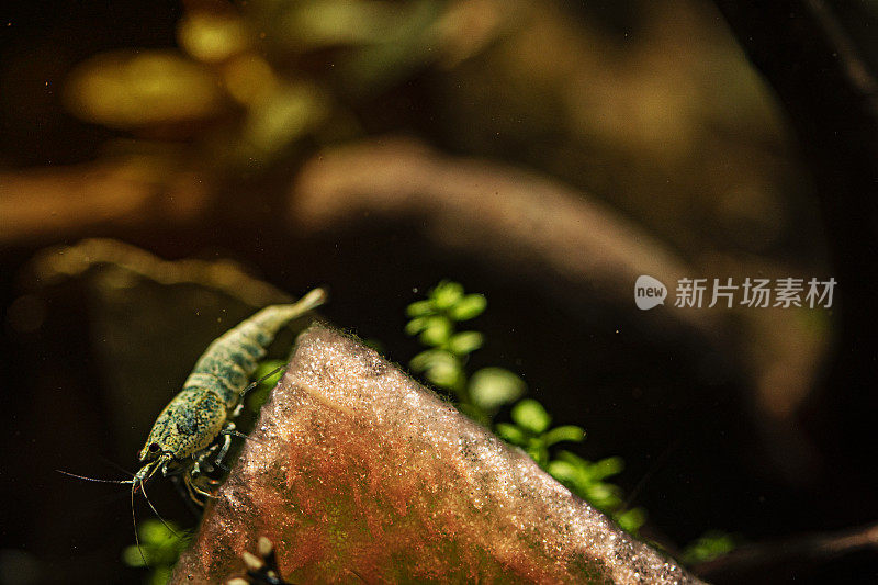 蓝螺虾在水族箱里吃西瓜