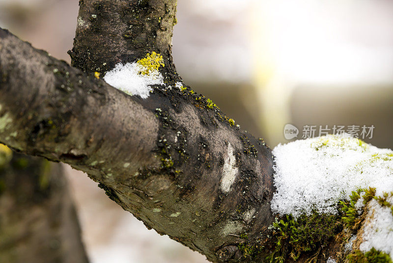 一棵覆盖着青苔的果树枝条上覆盖着小雪