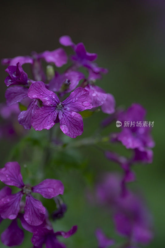 夹竹桃花的头