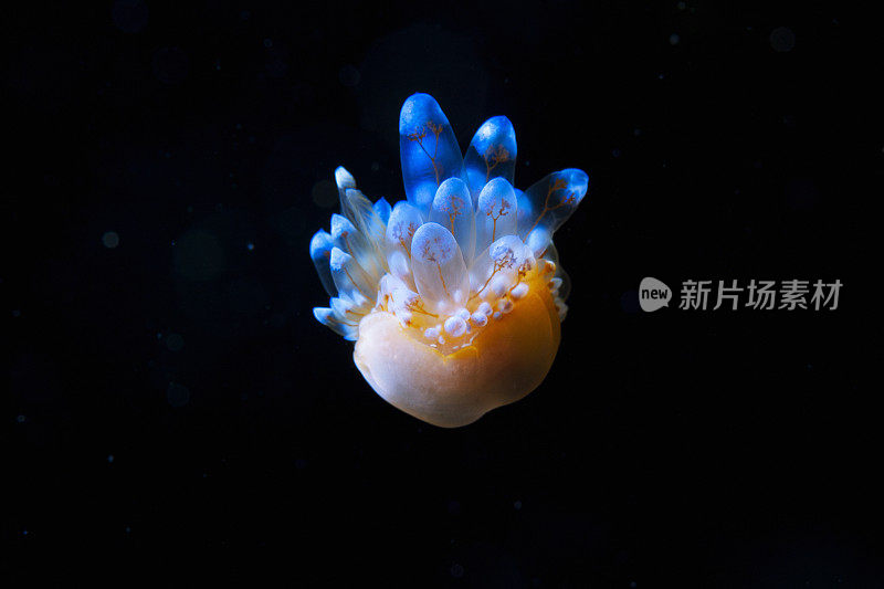 海洋生物裸鳃潜水美人水肺潜水员的观点