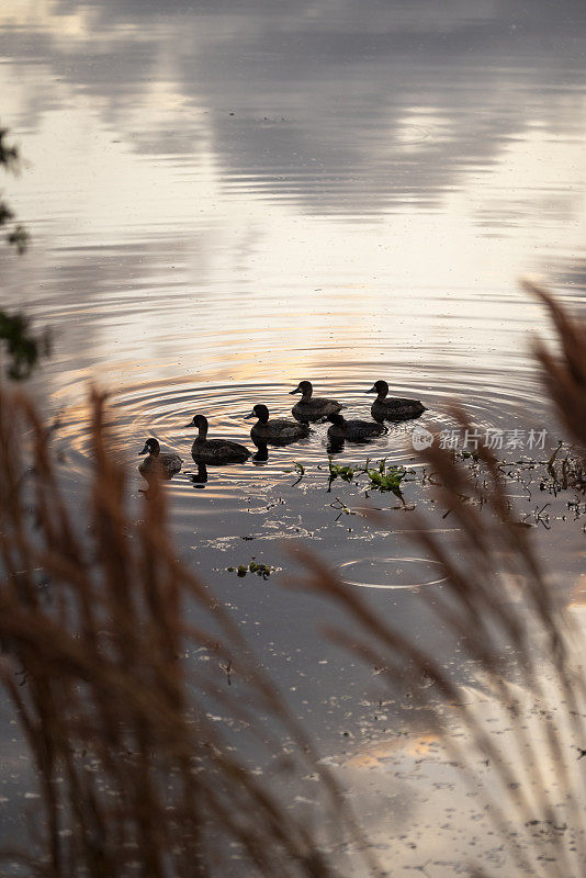 漂浮的一群鸭子在拂晓时倒映在水面上，透过前景的植被观看