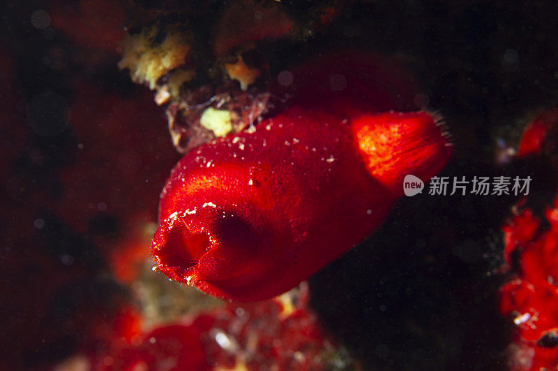 海洋生物海鞘(海鞘科-被囊类)水下美