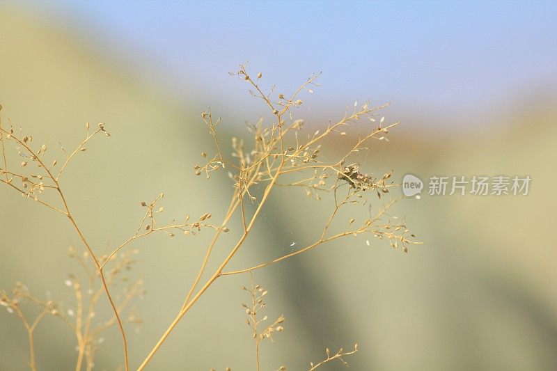 那里罕的黄芽植物