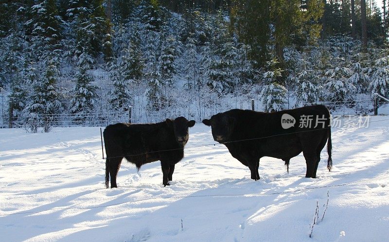 雪地里的两头公牛