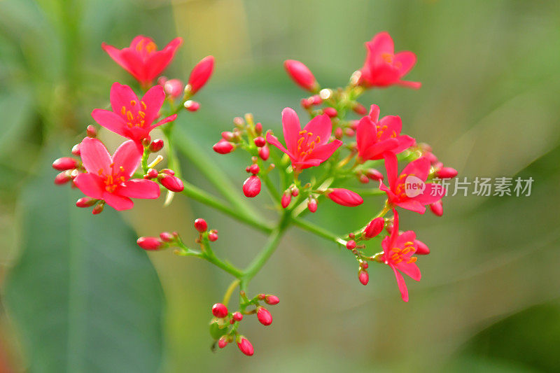 -麻疯树-游隼花