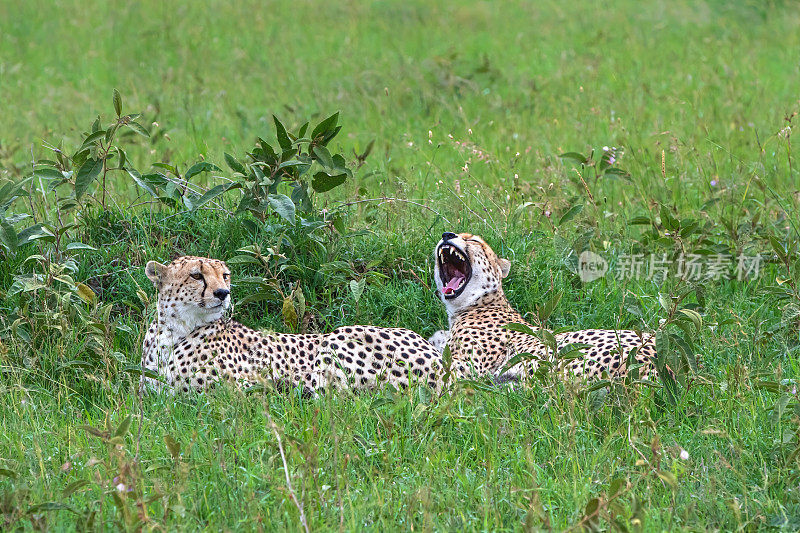 马赛马拉野生动物保护区绿色平原上的猎豹兄弟