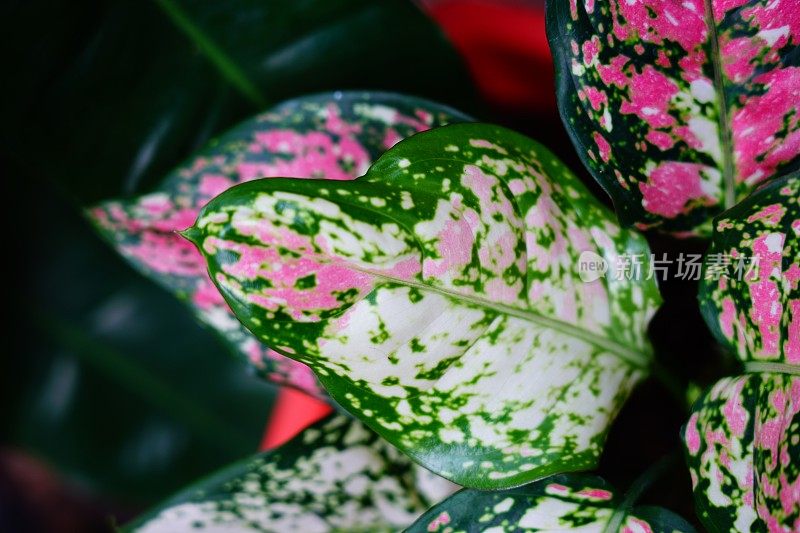 粉色和绿色的Aglaonema