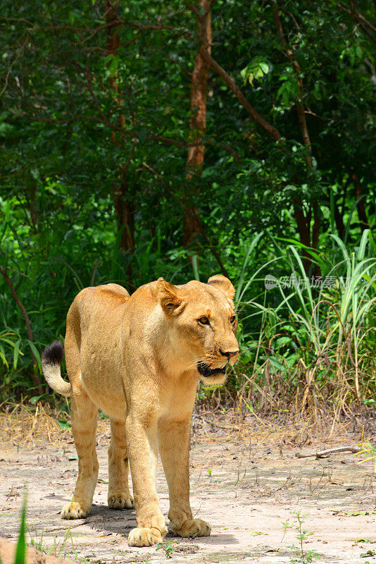 西非母狮子(狮子)-萨卢姆三角洲国家公园-法萨拉保护区，法蒂克，塞内加尔