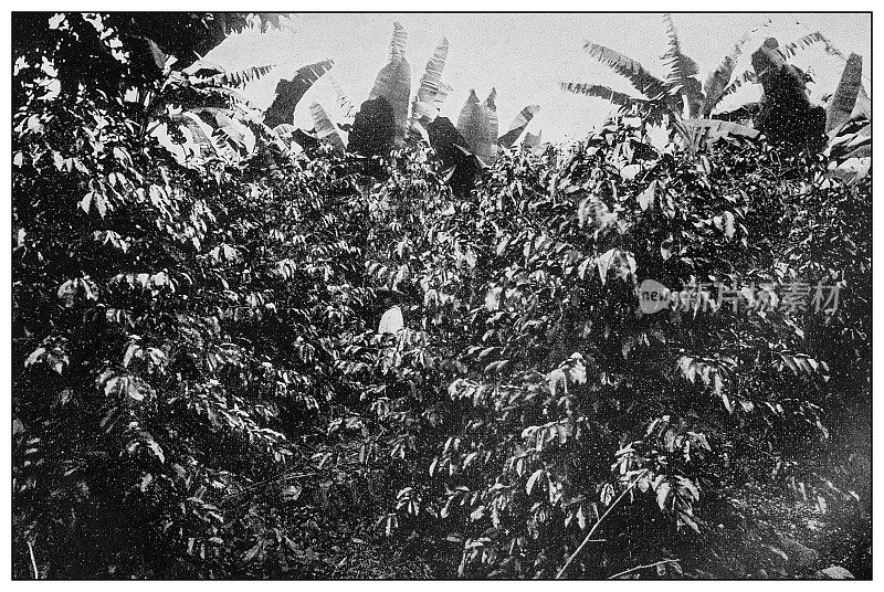 古董黑白照片:咖啡和香蕉种植园农业农场在古巴