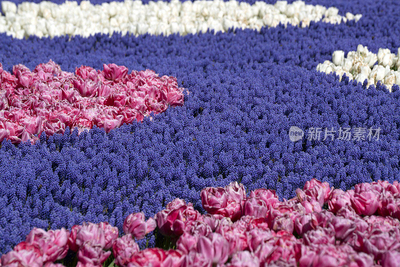 一组粉红色和白色的郁金香与葡萄风信子花。