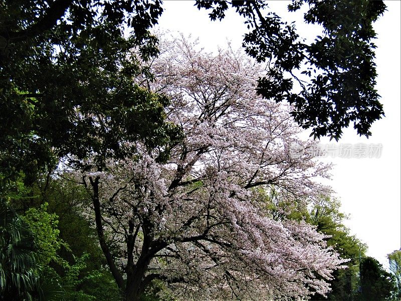 日本。4月的开始。老樱花盛开。