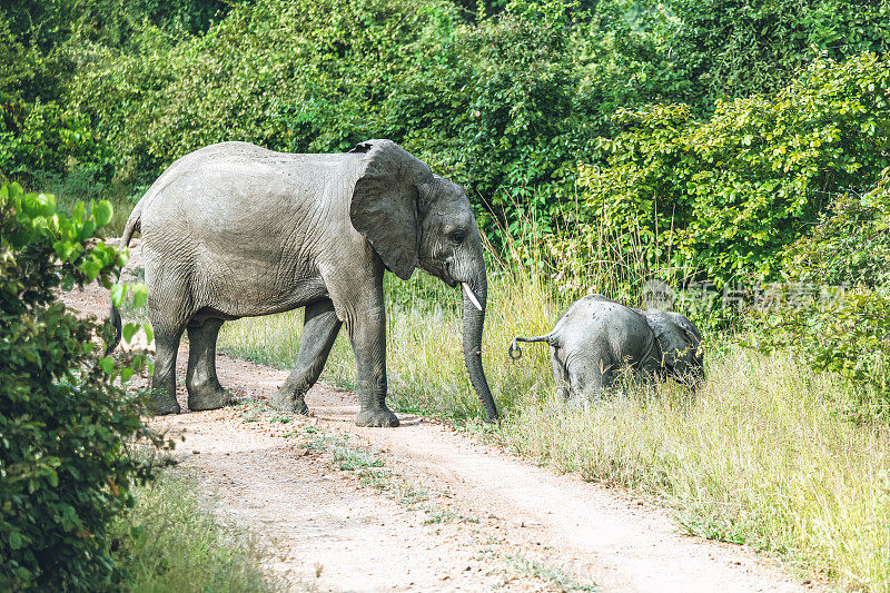 大象妈妈带着孩子穿过国家公园的小路
