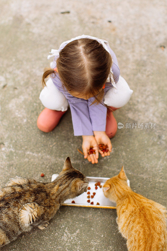 孩子在后院和猫玩。孩子和宠物。