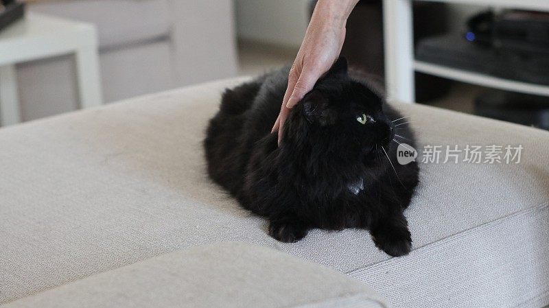 可爱的黑猫在客厅和一个女人放松
