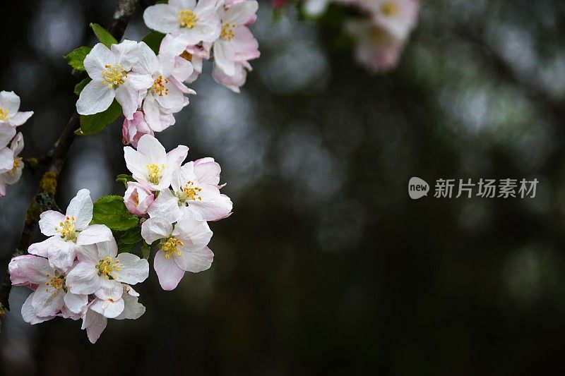 池塘周围-近距离拍摄的苹果花枝超过水。巴伐利亚,德国。