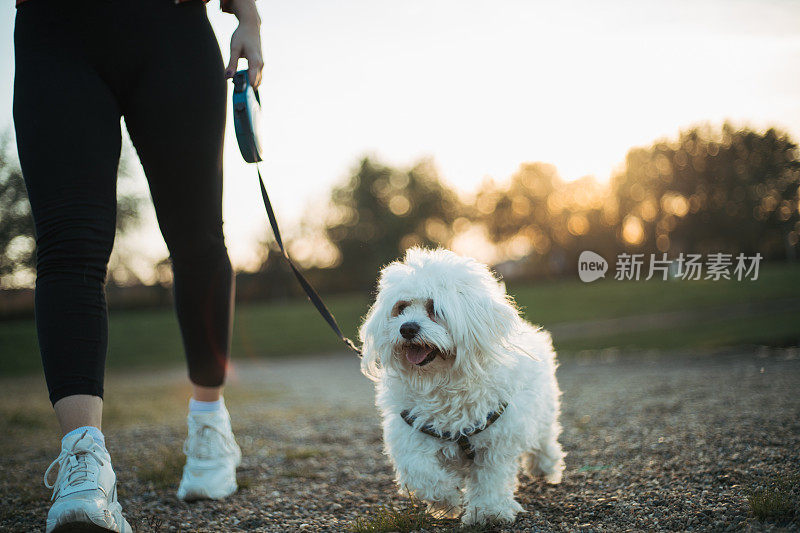 女人与狗