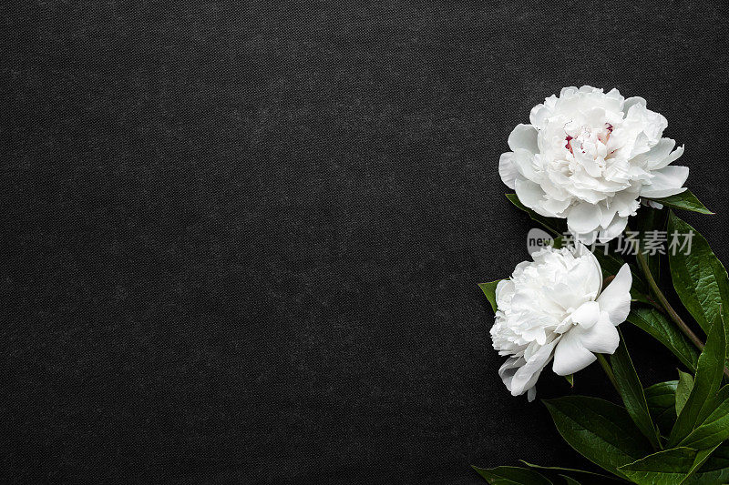 两朵新鲜的白色牡丹花放在深色的桌子背景上。慰问卡片。空的地方，情绪化的文字，引用或语录。特写镜头。自顶向下的观点。