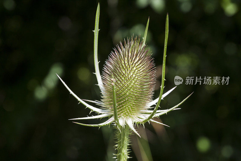 续断-野生续断，一种药用植物