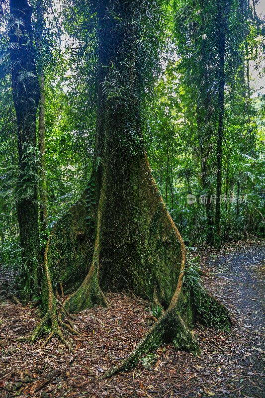多里戈国家公园巨大的热带雨林树种，有弯曲的扶壁根