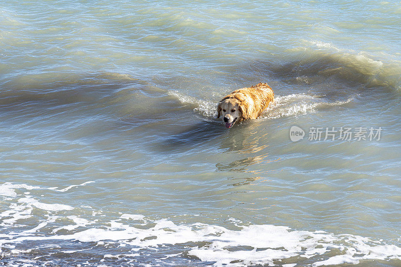 可爱的雄性金毛寻回犬在海里游泳