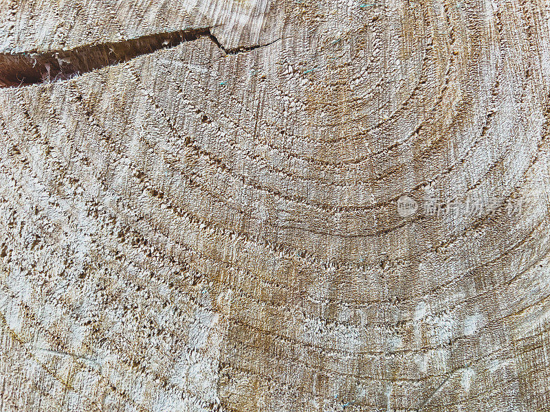 树桩干而轻的树桩，有裂纹作为纹理或背景