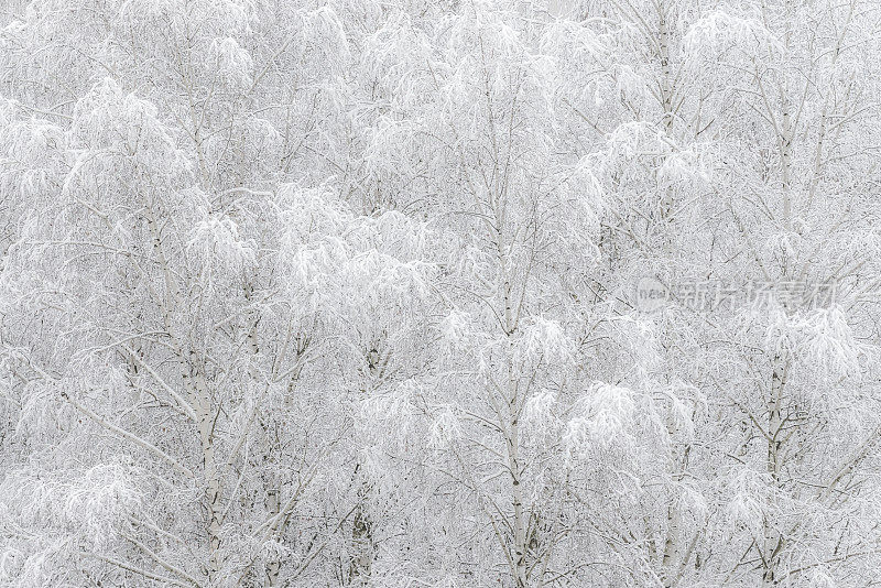 雪覆盖的树木