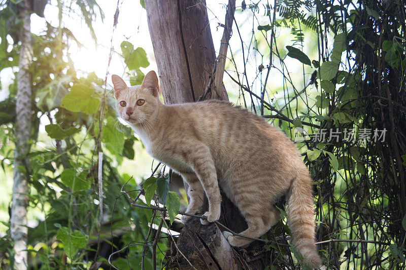 这只可爱的小猫被困在树上，等待救援队的帮助。