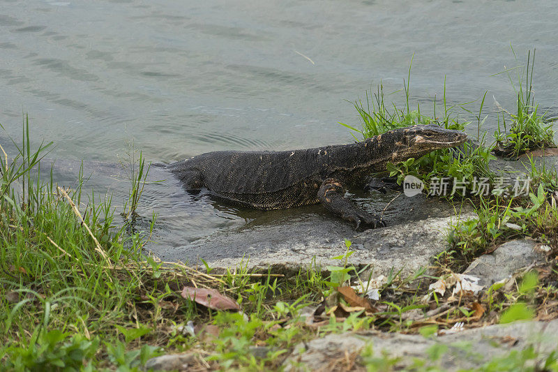 新加坡东花园湾，巨蜥坐在水里